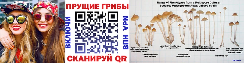 Псилоцибиновые грибы Magic Shrooms  Кирово-Чепецк 